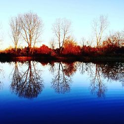 Reflection of trees in calm lake
