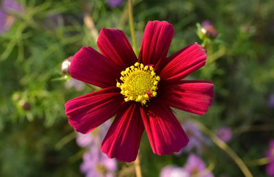 Close-up of red flower