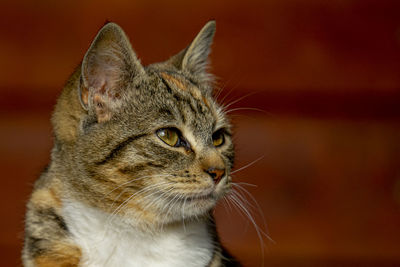 Close-up of a cat looking away