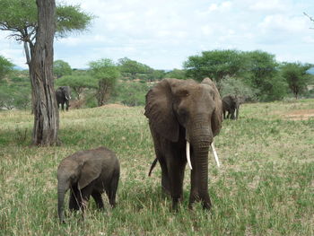 Baby elephant with mother standing next to each other on a grass savanna 