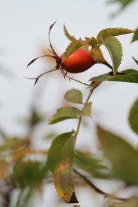 Rose hip growing on branch