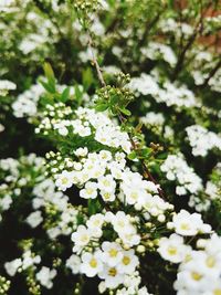 Close-up of white flowers on tree