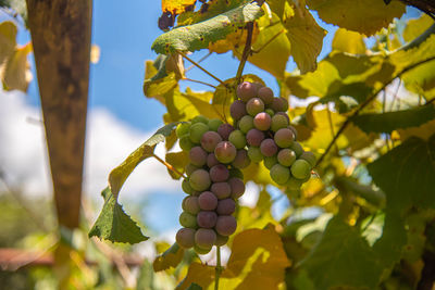 Close-up of grapes growing on tree