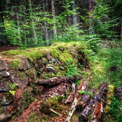 Trees in forest