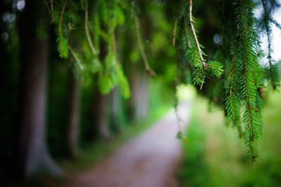 Close-up of fresh green plants in forest