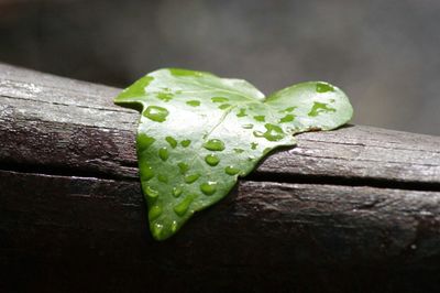 Close-up of green leaves