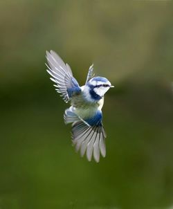 Small bird in flight