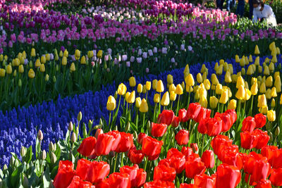 Close-up of multi colored tulips in garden