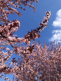 Low angle view of cherry blossom against blue sky