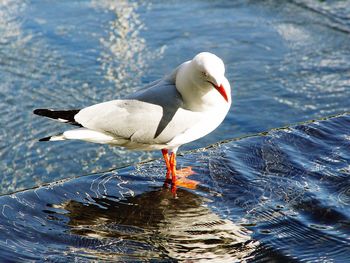 Close-up of bird perching on lake