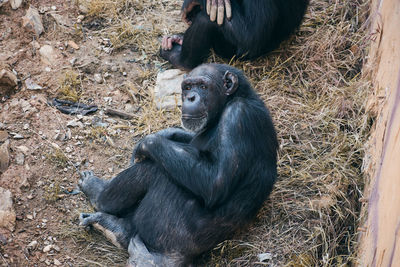 High angle view of a monkey