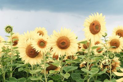 Close-up of yellow flowering plants against sky