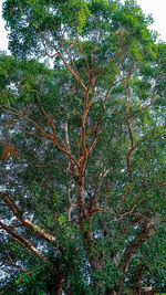 Low angle view of trees in forest against sky