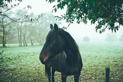 Horse on grassy field during foggy weather