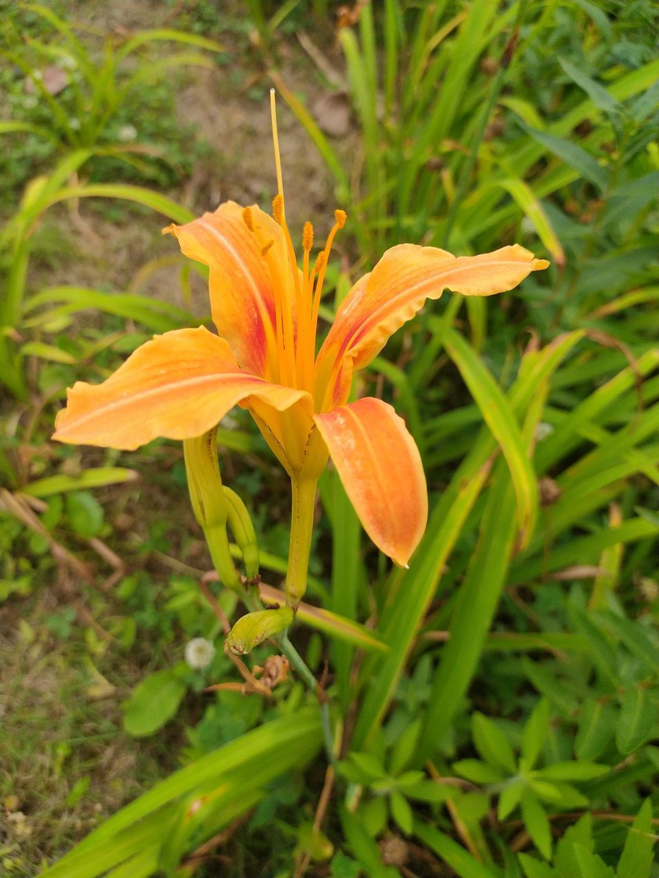 CLOSE-UP OF ORANGE LILY FLOWER IN FIELD