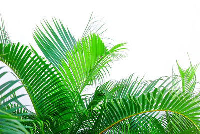 Low angle view of palm tree leaves against sky