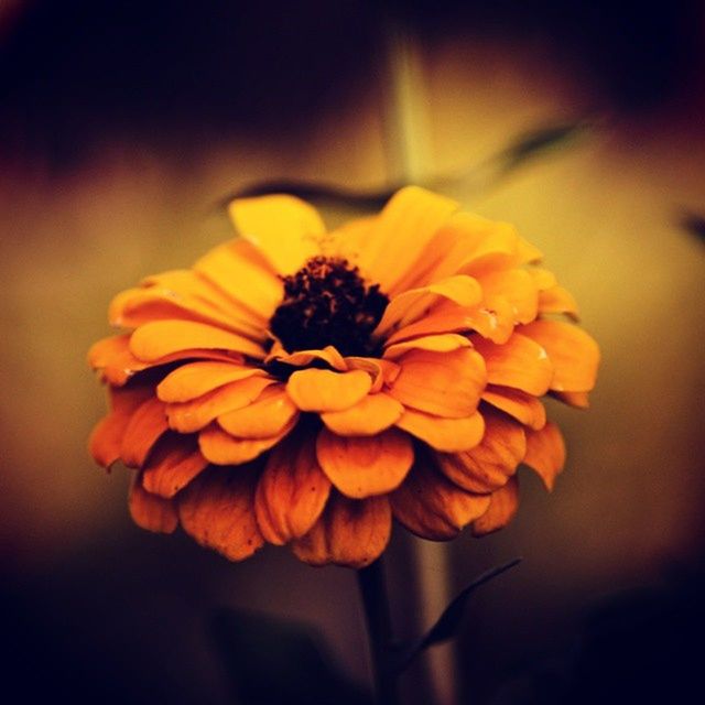 flower, petal, fragility, flower head, freshness, beauty in nature, close-up, growth, focus on foreground, nature, blooming, plant, orange color, single flower, in bloom, yellow, blossom, selective focus, no people, botany