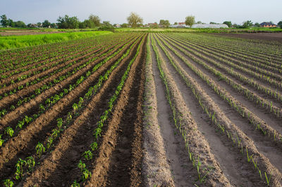 Farm field is half planted with pepper and leek seedlings. growing vegetables on small farm land.