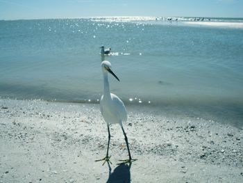 Bird perching at sea shore