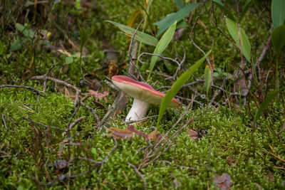 Close-up of mushroom growing on field