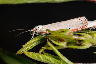 Close-up of insect on leaf