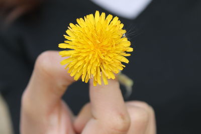 Close-up of cropped hand holding yellow dandelion flower