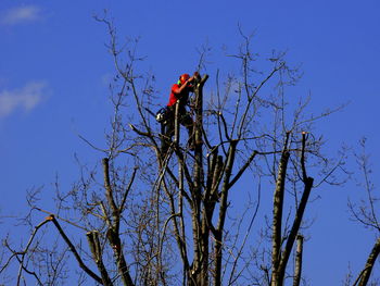 Low angle view of bare tree against blue sky