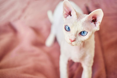 Portrait of a sphynx devon rex cat with bare eyes.
