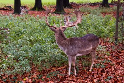 Deer standing in a forest