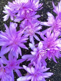 High angle view of purple flowering plant