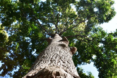 Low angle view of tree in forest against sky