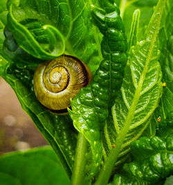 Close-up of snail on leaf with dew