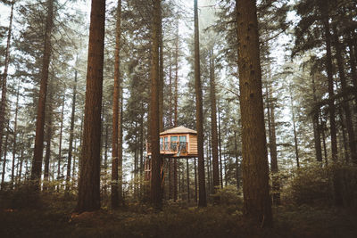 Wooden cabin hanged on tree in foggy autumn forest in basque country, spain