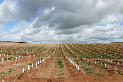 Panoramic view of vineyard against sky