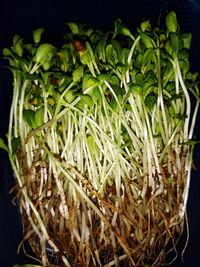 High angle view of plants