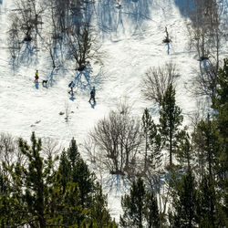 Bare trees in forest during winter