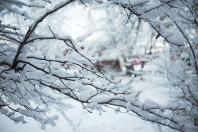 Close-up of frozen bare tree during winter