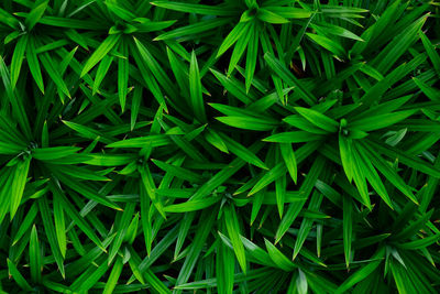 Abstract stunning green leaf texture, tropical leaf foliage nature green background.