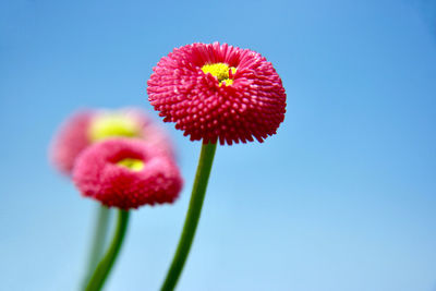 Close-up of pink flower against blue sky