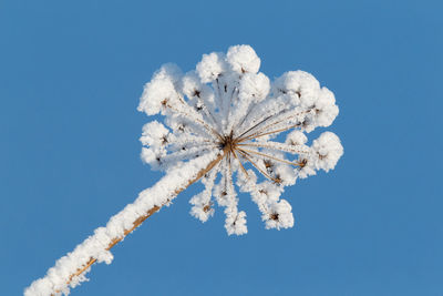 Close-up of snow against clear blue sky