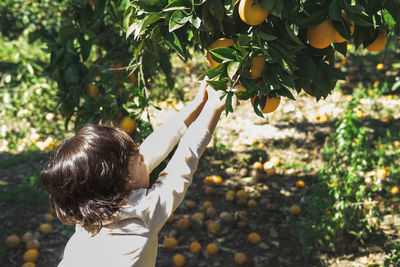 The boy reaches for a branch with bright oranges.