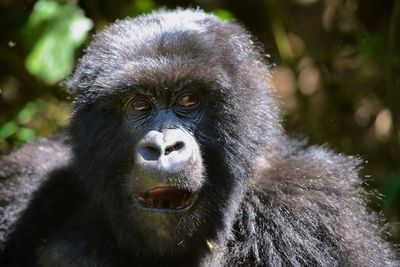 Close-up portrait of a monkey
