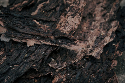 Close-up of tree trunk