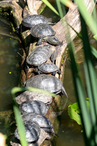 Common snapping turtle - chelydra serpentina