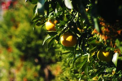 Close-up of fruits on tree