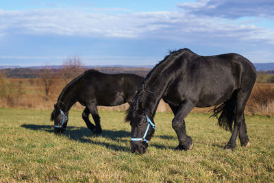 Black friesian horses on the pasture. czech republic