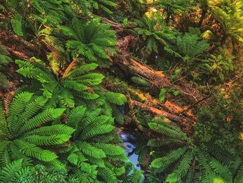 Close-up of fern leaves on tree