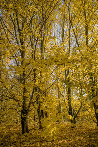 Low angle view of trees in forest during autumn