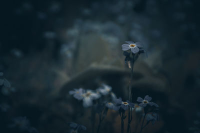 Close-up of white flowering plant