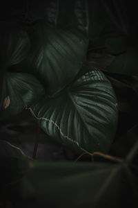 Close-up of fresh green leaves